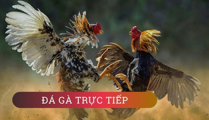 Tham khảo các hướng dẫn bí quyết chơi đá gà NEW88 Tham khảo các hướng dẫn bí quyết chơi đá gà NEW88